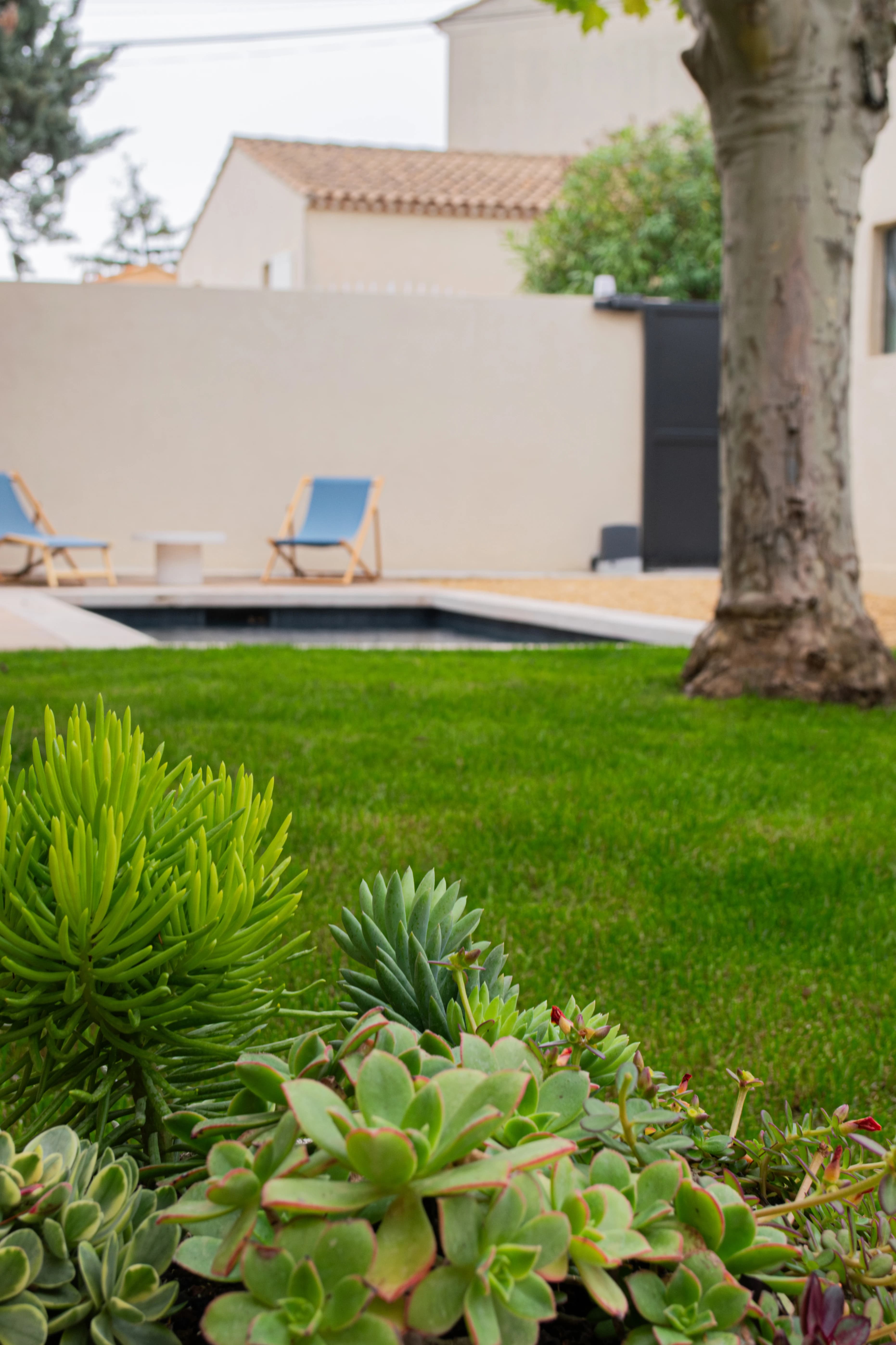 Plantes grasses avec pelouse et piscine en arrière-plan.